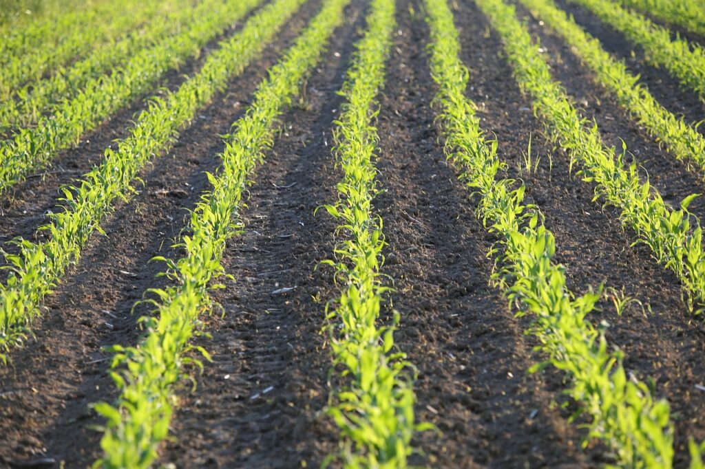 young corn, rows, agriculture, plant, corn, crop, cornfield, plantation, field, farm, farmland, nature, rural