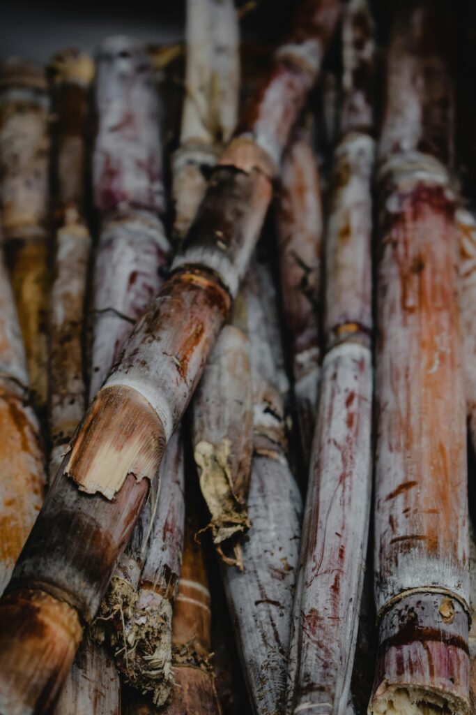 Detailed view of freshly harvested sugar canes showcasing natural textures in Madeira, Portugal.